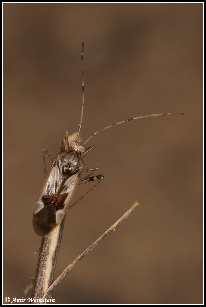 Heteroptera d''Israele - Miridae